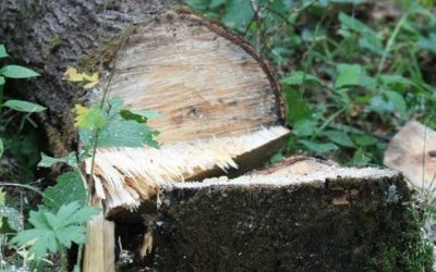 Спил и вырубка аварийных деревьев профессионально - Энгельс, цены, предложения специалистов