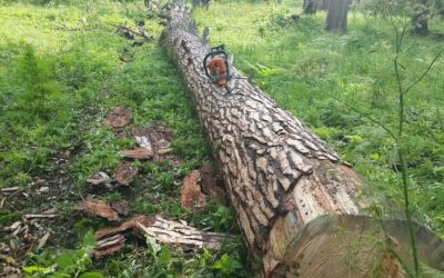 Спил и вырубка деревьев, корчевание пней - Саратов, цены, предложения специалистов