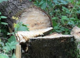 Спил и вырубка аварийных деревьев профессионально